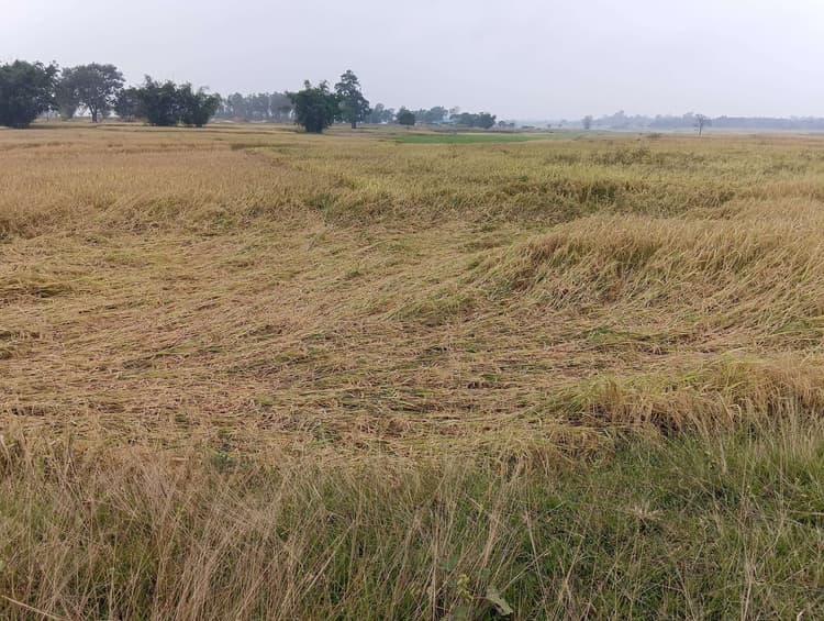 Giridih News :बेमौसम बारिश से धान को नुकसान