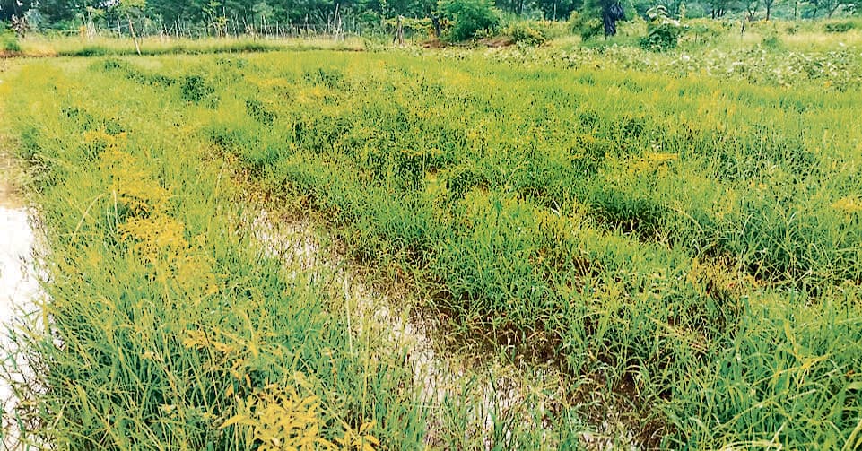 Chaibasa News : चक्रवातीय बारिश से टूटी किसानों की कमर, सब्जियों की कीमत में आग