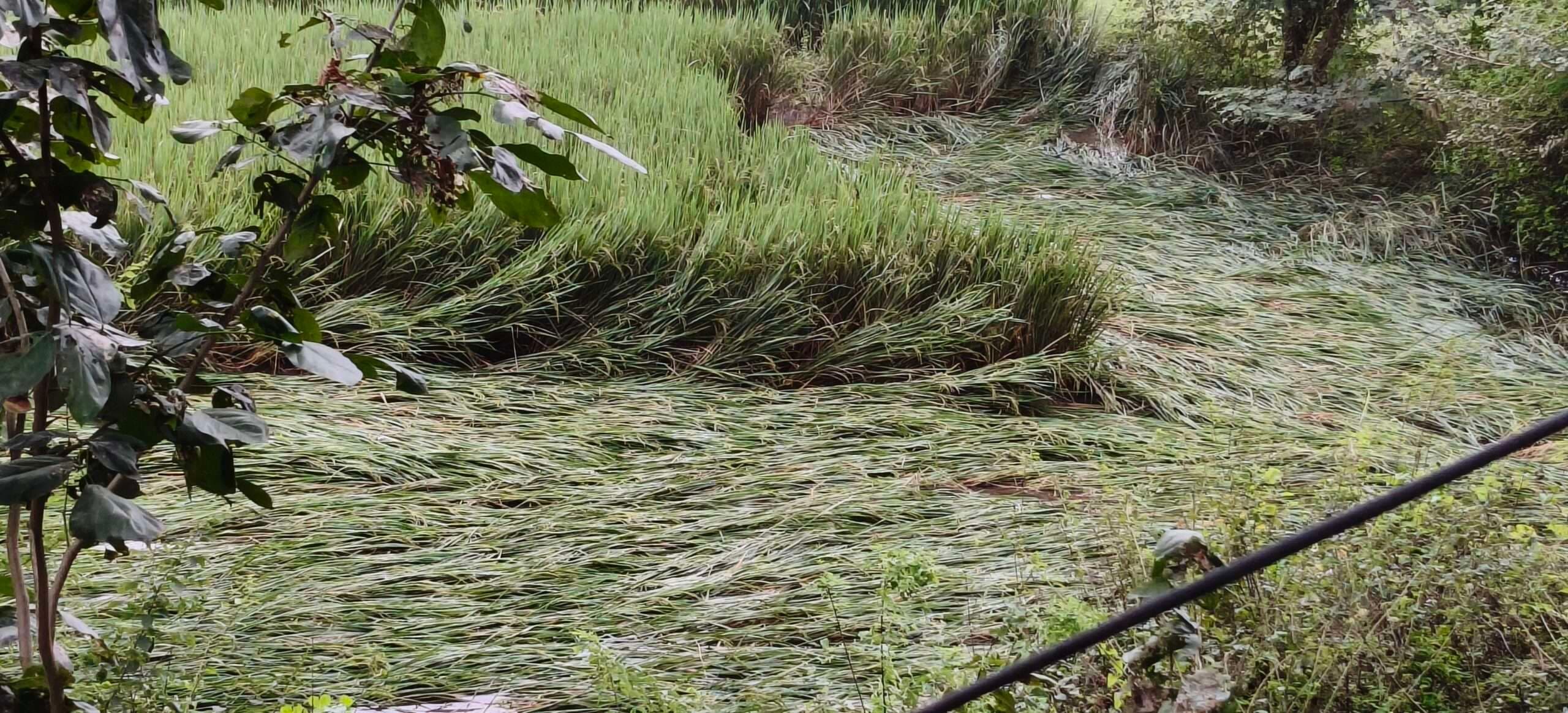 तीन दिनों से हो रही झमाझम बारिश से जनजीवन अस्त-व्यस्त