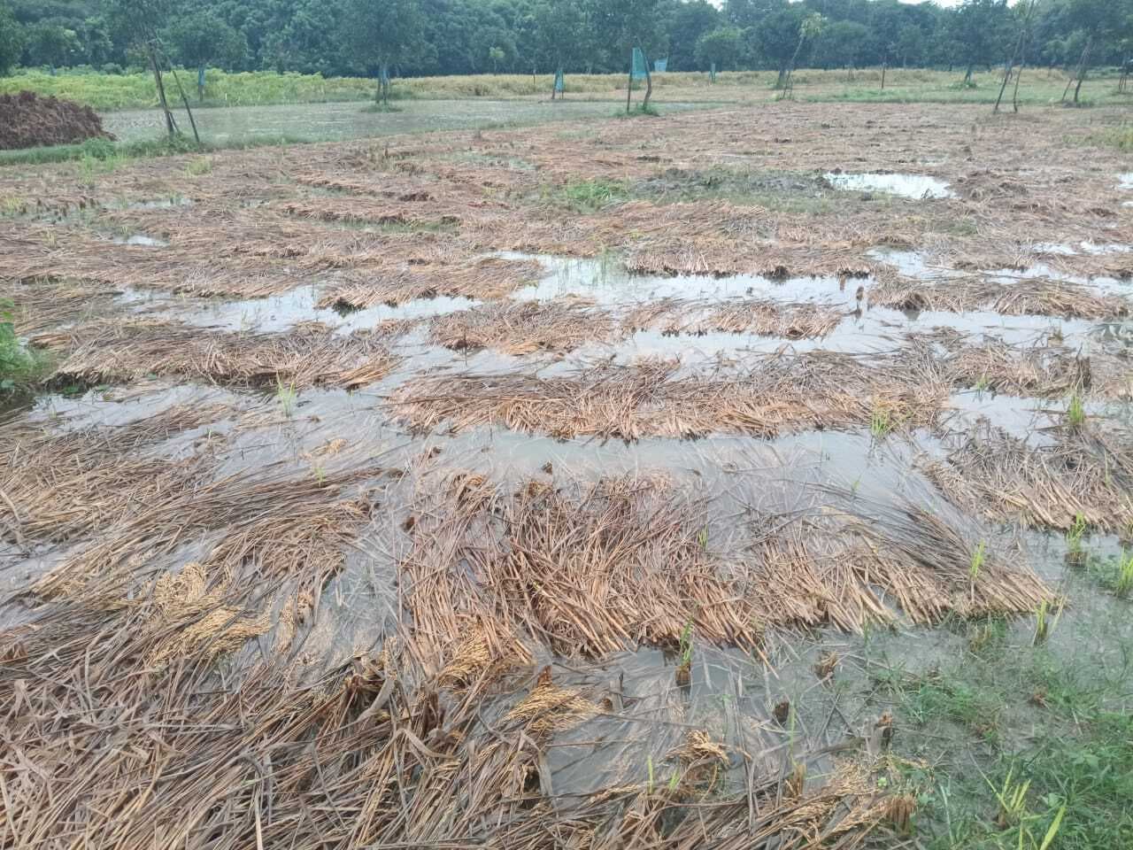 hajipur news. बेमौसम बारिश बनी आफत, धान की तैयार फसल बर्बाद