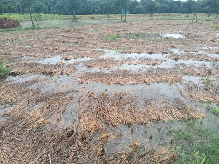 hajipur news. बेमौसम बारिश बनी आफत, धान की तैयार फसल बर्बाद