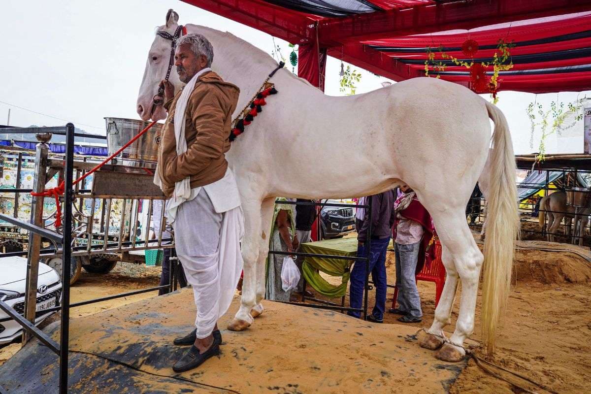 horse-Badal