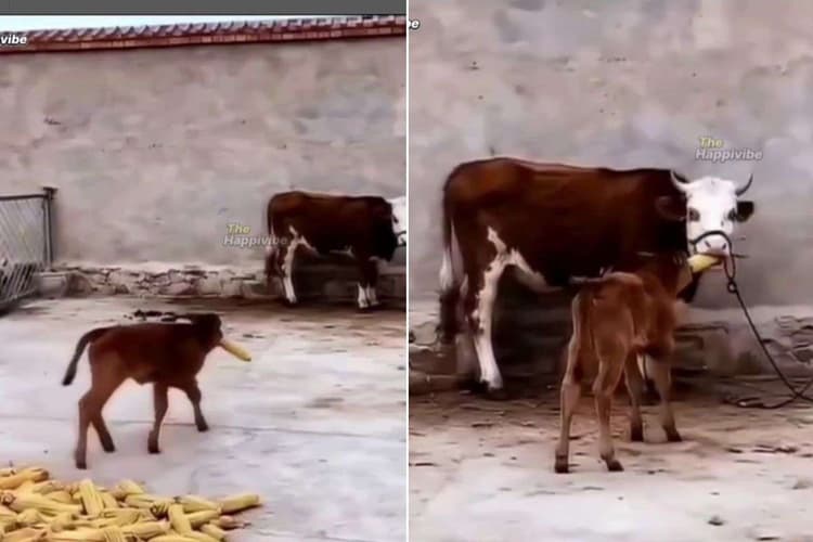 Viral Video: खूंटे से बंधी मां को बछड़ा लाकर खिलाने लगा भुट्टा, वीडियो देख पिघल जाएगा आपका भी दिल