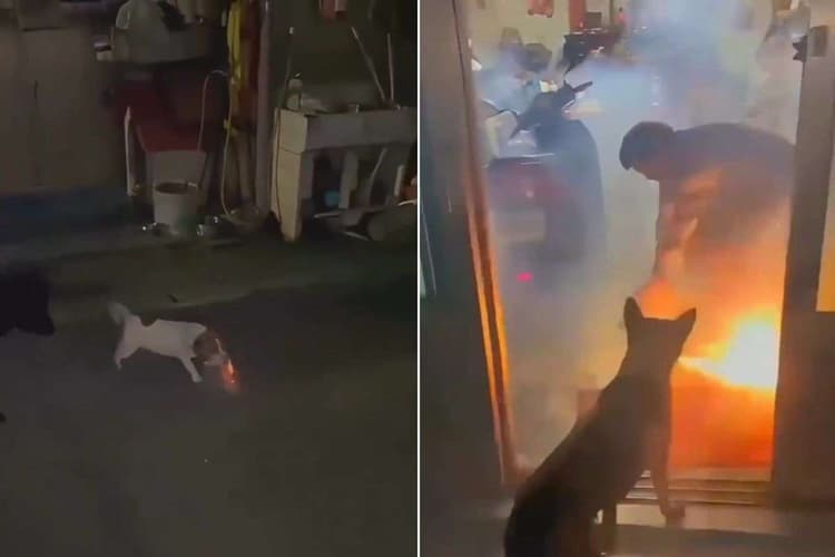 Viral Video: कुत्ते ने मुंह में अनार बम दबाकर घर में मचा दी अफरा-तफरी, घरवालों की हालत देखकर फूट पड़ेगी हंसी