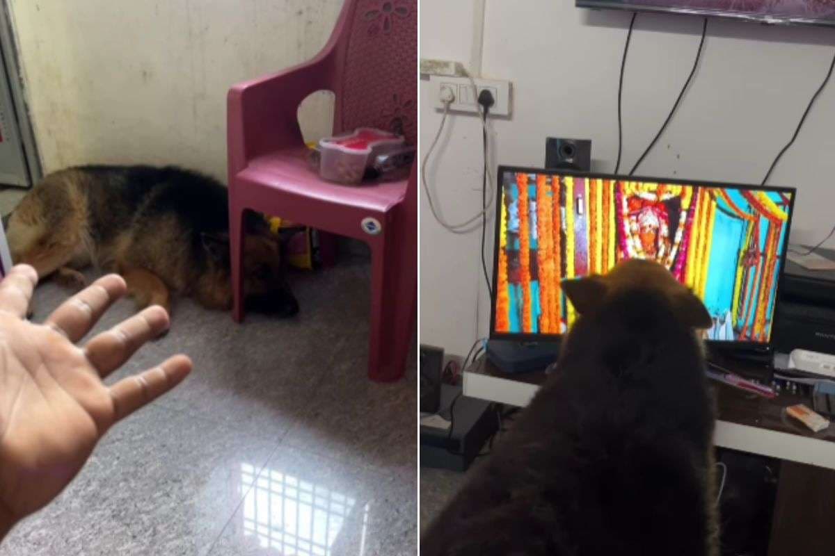 Viral Video: टीवी पर बज रहे इंग्लिश गाने को इग्नोर कर रहा था कुत्ता, लेकिन हनुमान चालीसा सुनते ही बदल गया मूड