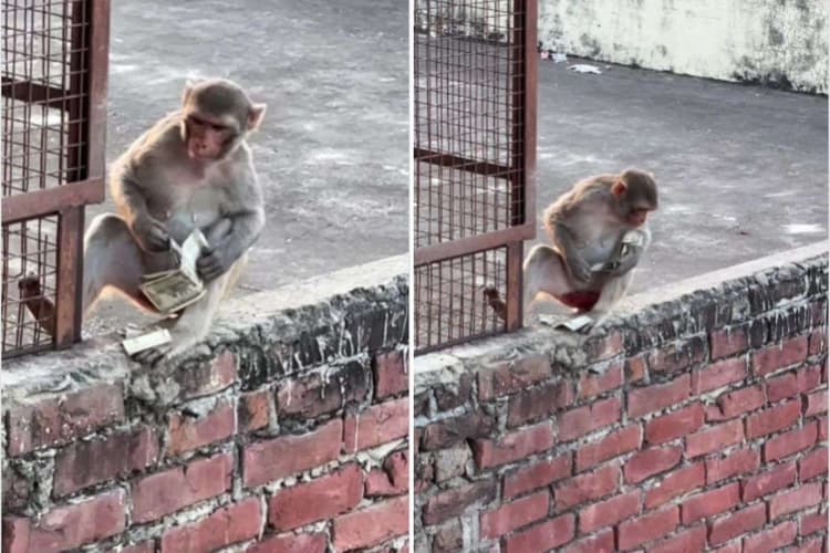 Viral Video: महिला के पर्स से 10 हजार रुपये ले भागा बंदर, फ्रूटी देकर पैसे वापस लेने की कोशिश और फिर हुआ ऐसा