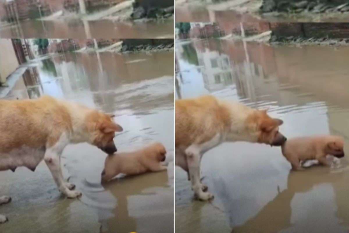 Viral Video: पानी में मस्ती कर रहा था पप्पी, मम्मा डॉगी ने रोकना चाहा लेकिन नहीं मानी बात, देखें आगे क्या हुआ