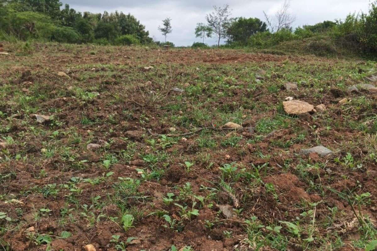 43 साल पुरानी जमीन ‘गायब’! सर्वे टीम ने 5.55 एकड़ दूसरे के नाम कर दी, डीसी ने दिए जांच के आदेश