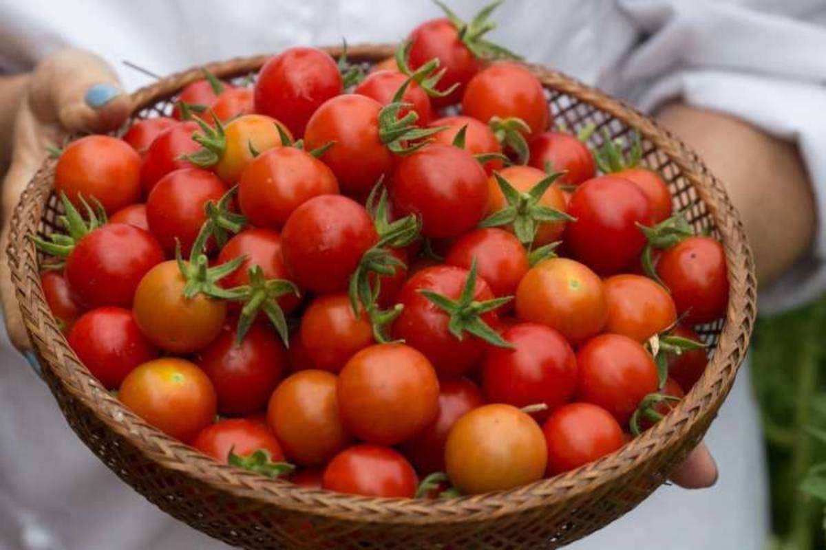 Healthy Tomato Rice Recipe in Hindi