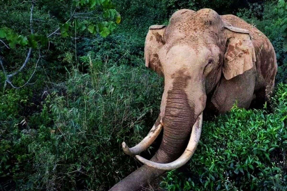 Migrant Laborer of Jharkhand Killed by wild elephant in kerala Migrant Laborer of Jharkhand Killed by wild elephant in kerala