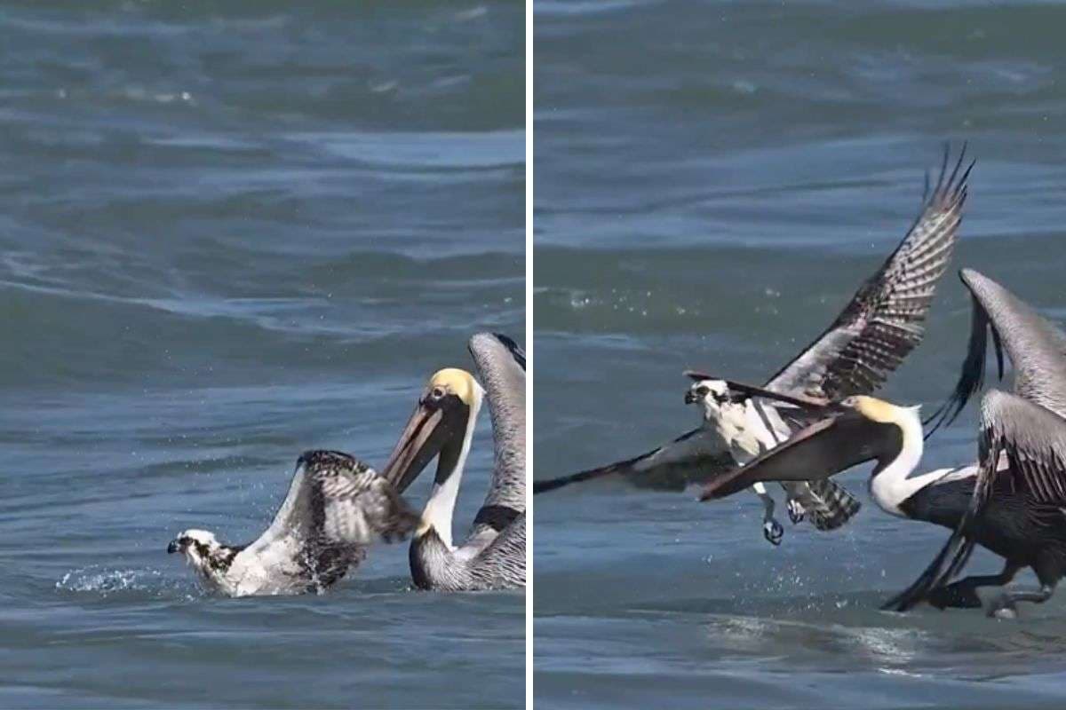 Osprey vs Pelican Fight Video Osprey vs Pelican Fight Video