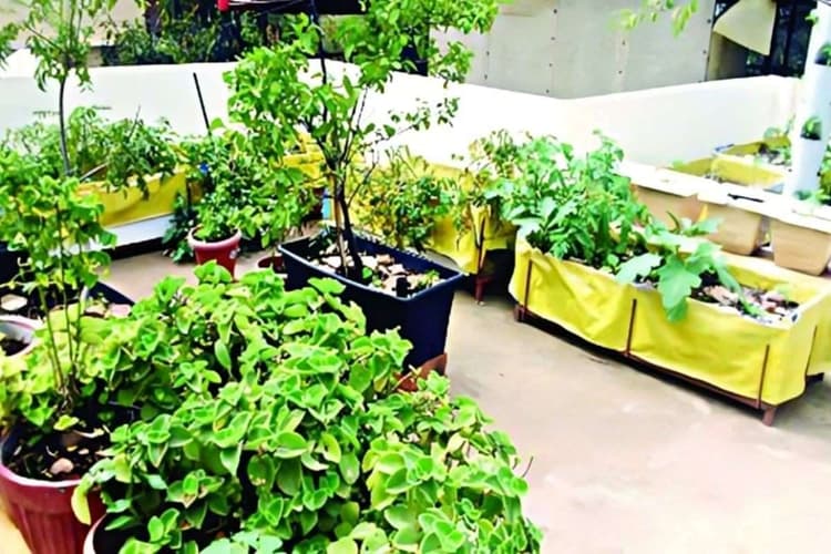 Patna News: छत पर उगाएं अपनी सब्जी! पटना के शहरी इलाकों में बागवानी के लिए 75% सब्सिडी, शहरी इलाकों में शुरू हुआ आवेदन
