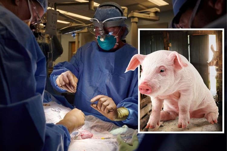 मनुष्य में हुआ सुअर की किडनी का प्रत्यारोपण, पहली बार किया गया ऐसा क्लीनिकल ट्रायल