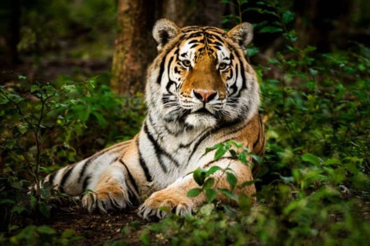 Project Tiger 1973: बाघ से पहले भारत का राष्ट्रीय पशु कौन था, फिर क्यों बदला गया राष्ट्रीय गर्व का प्रतीक?