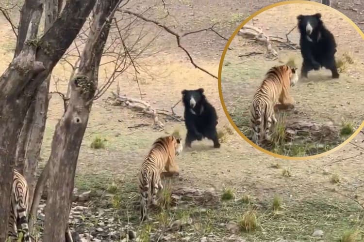 Viral Video: भालू के पीछे पड़ा बाघ, बियर ने ऐसे दिया चकमा, वायरल हो रहा वीडियो