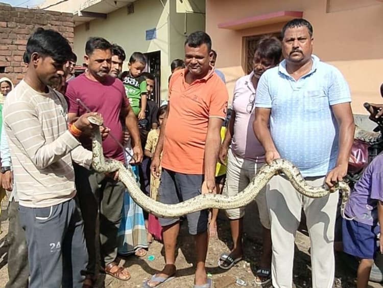 Dhanbad News : बाबू खाद तालाब से आठ फीट लंबा अजगर पकड़ाया