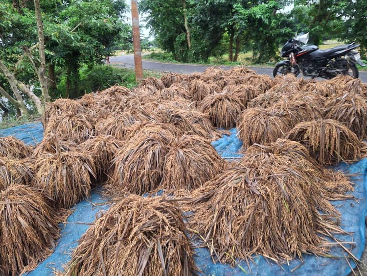 बेमौसम बारिश ने किसानों के अरमानों को किया चकनाचूर