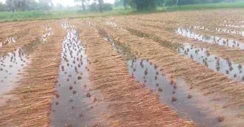 मोंथा तूफान से मेहरमा में धान की फसल प्रभावित, 20 प्रतिशत नुकसान