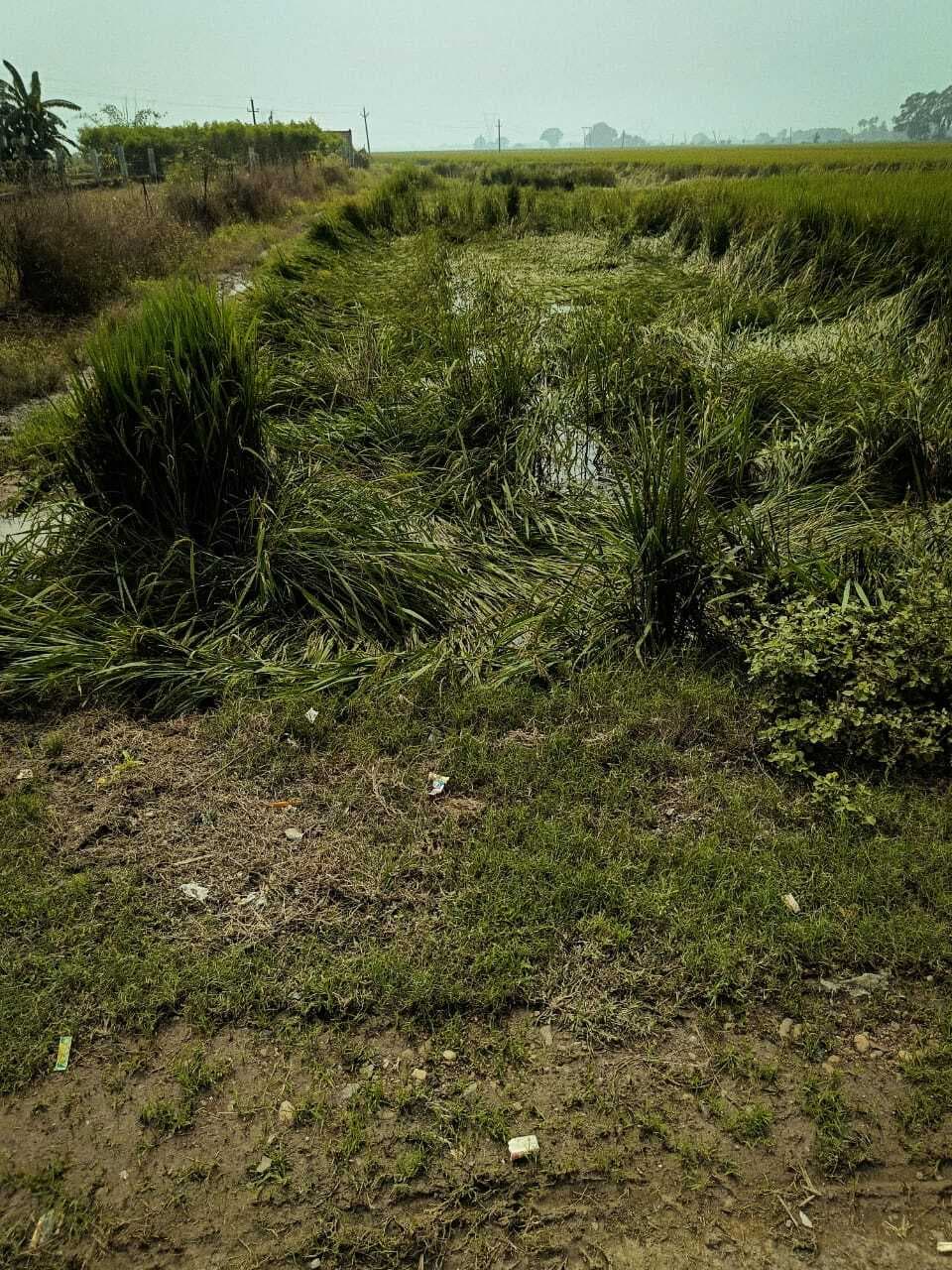 धान की फसल को नुकसान, किसान परेशान