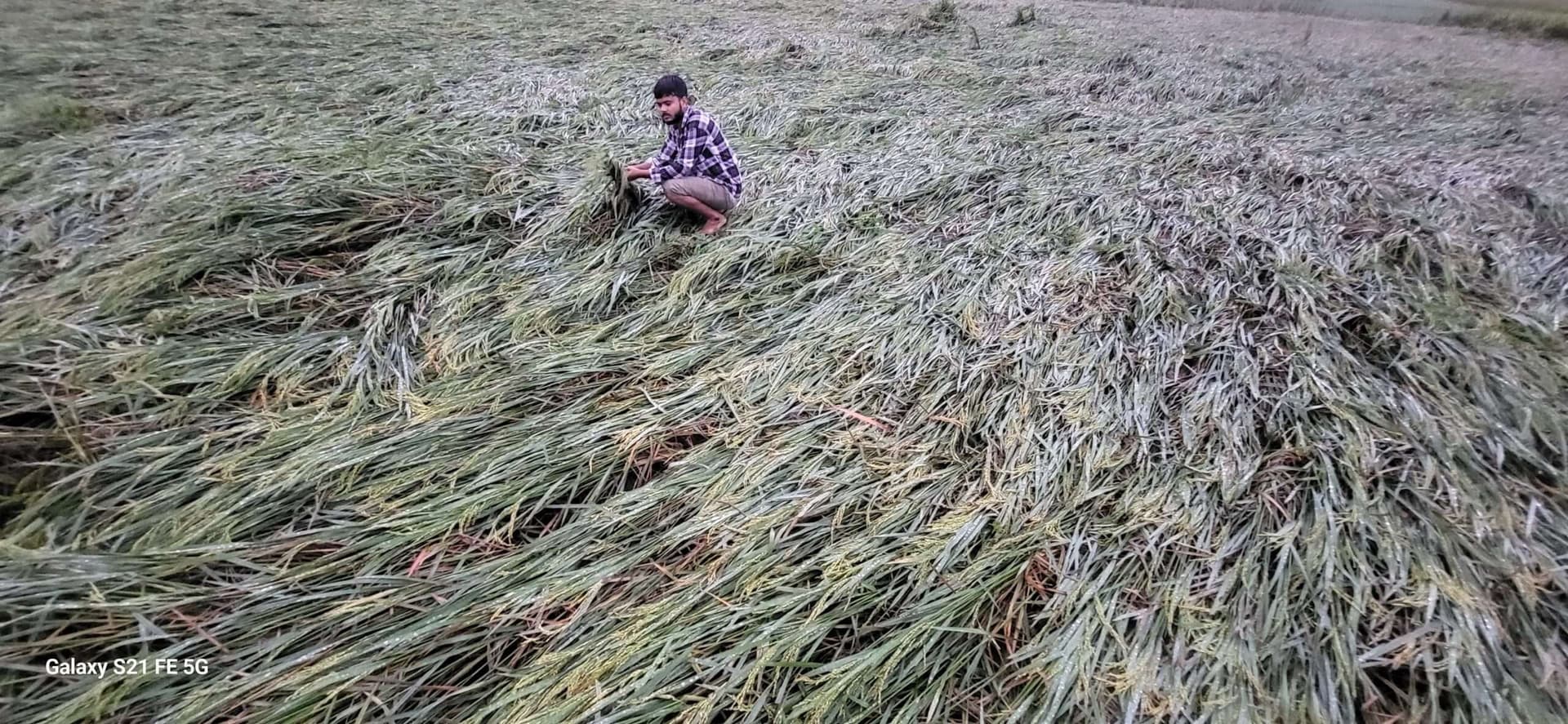 फसल क्षति मुआवजे की उठी मांग