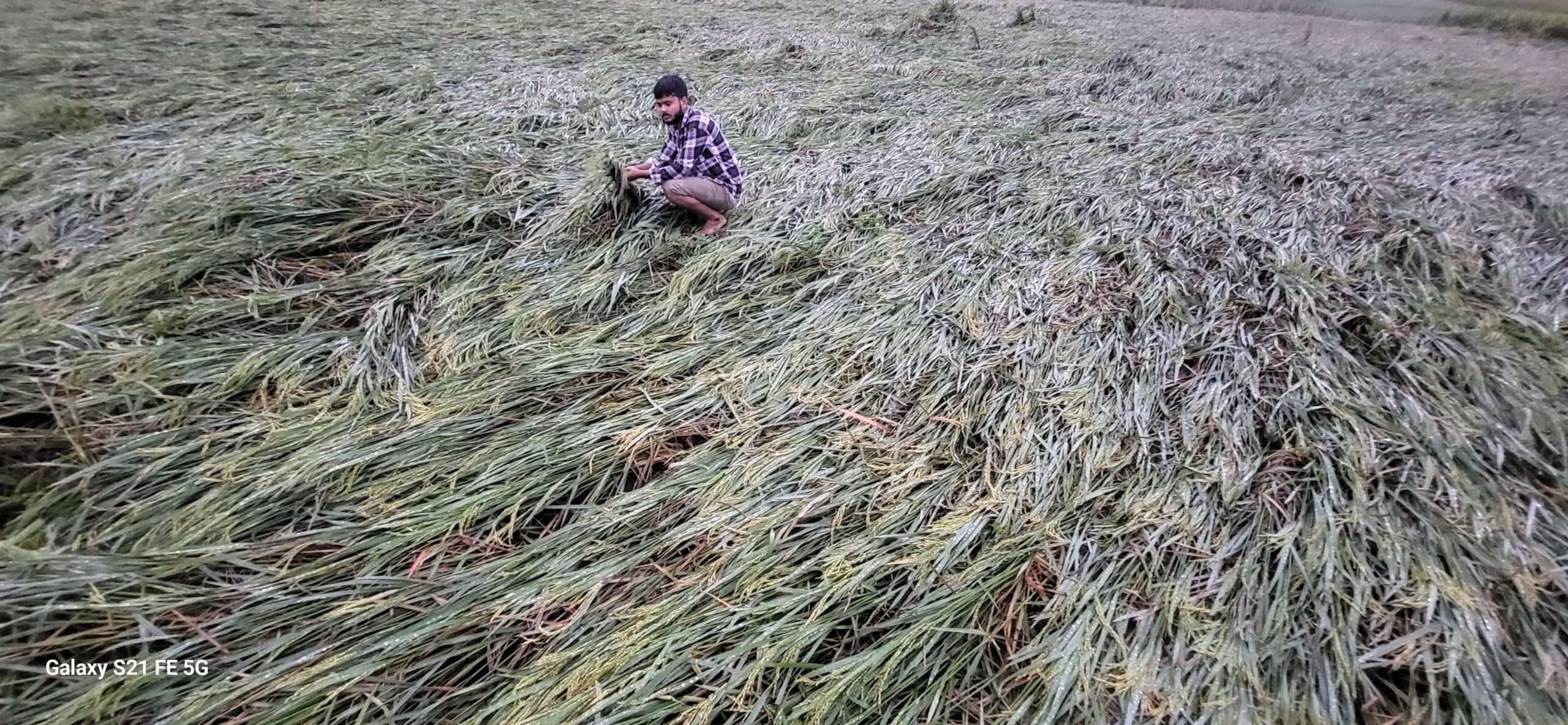 फसल क्षति मुआवजे की उठी मांग