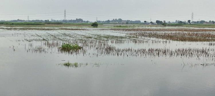 बारिश से रबी की पिछात खेती की संभावना, किसान चिंतित