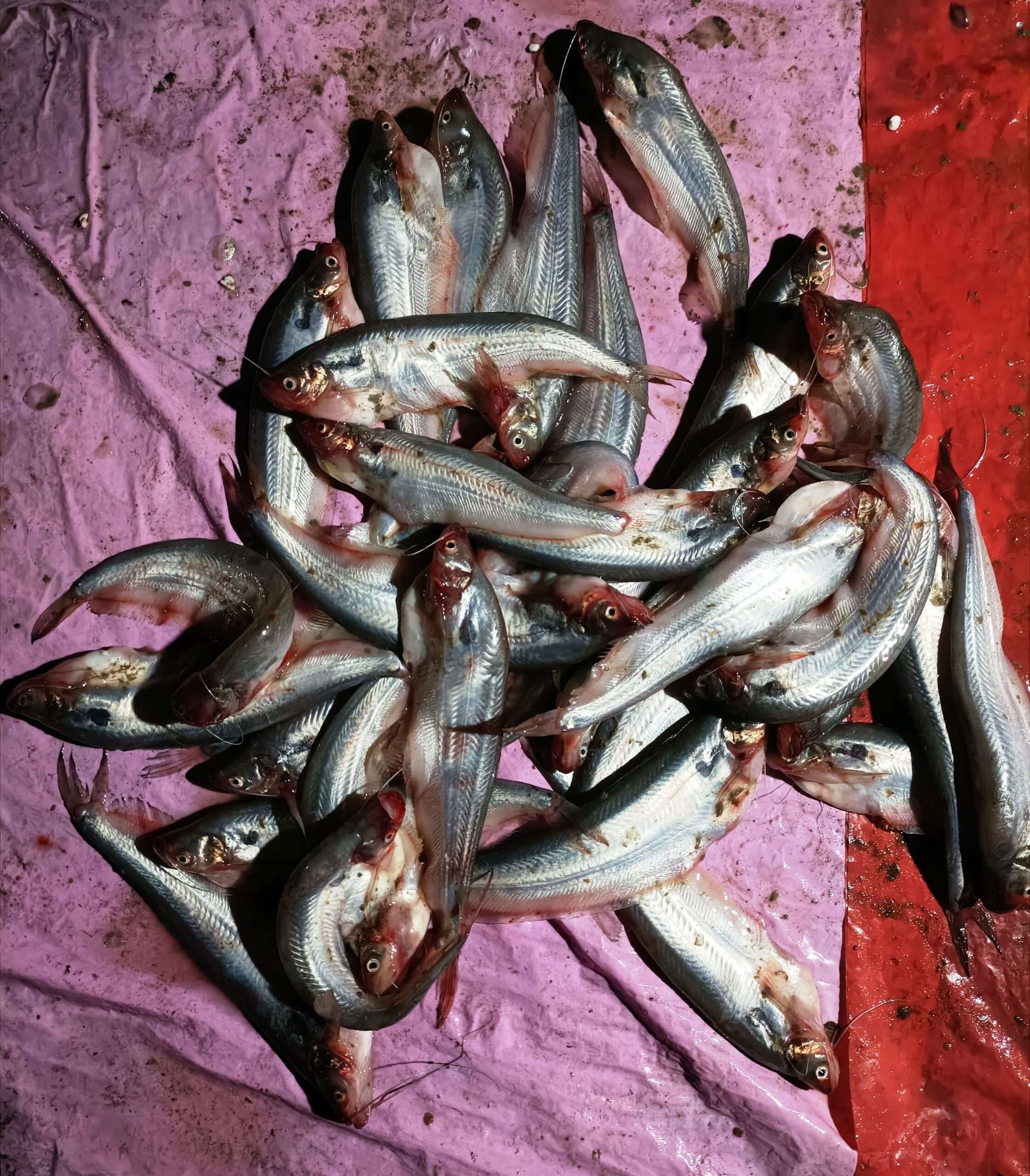 एक दिन में एक टन माछ खा जाते हैं सुपौलवासी