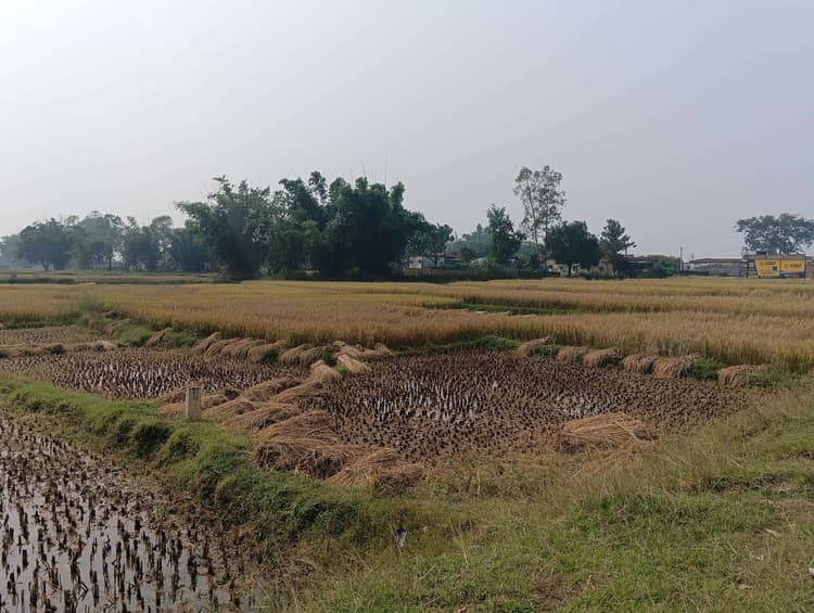 Giridih News :मौसम साफ होते ही धनकटनी में जुटे किसान