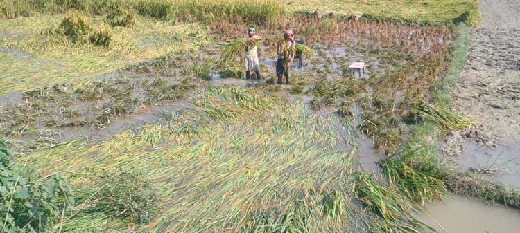 बारिश के बाद धान में बढ़ा रोग का खतरा, किसान परेशान