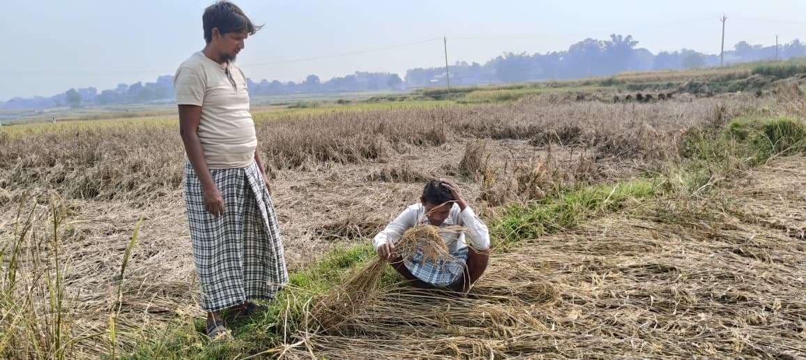 खेतों में ज्यादा नमी होने के कारण धान की फसलों में लगा रोग