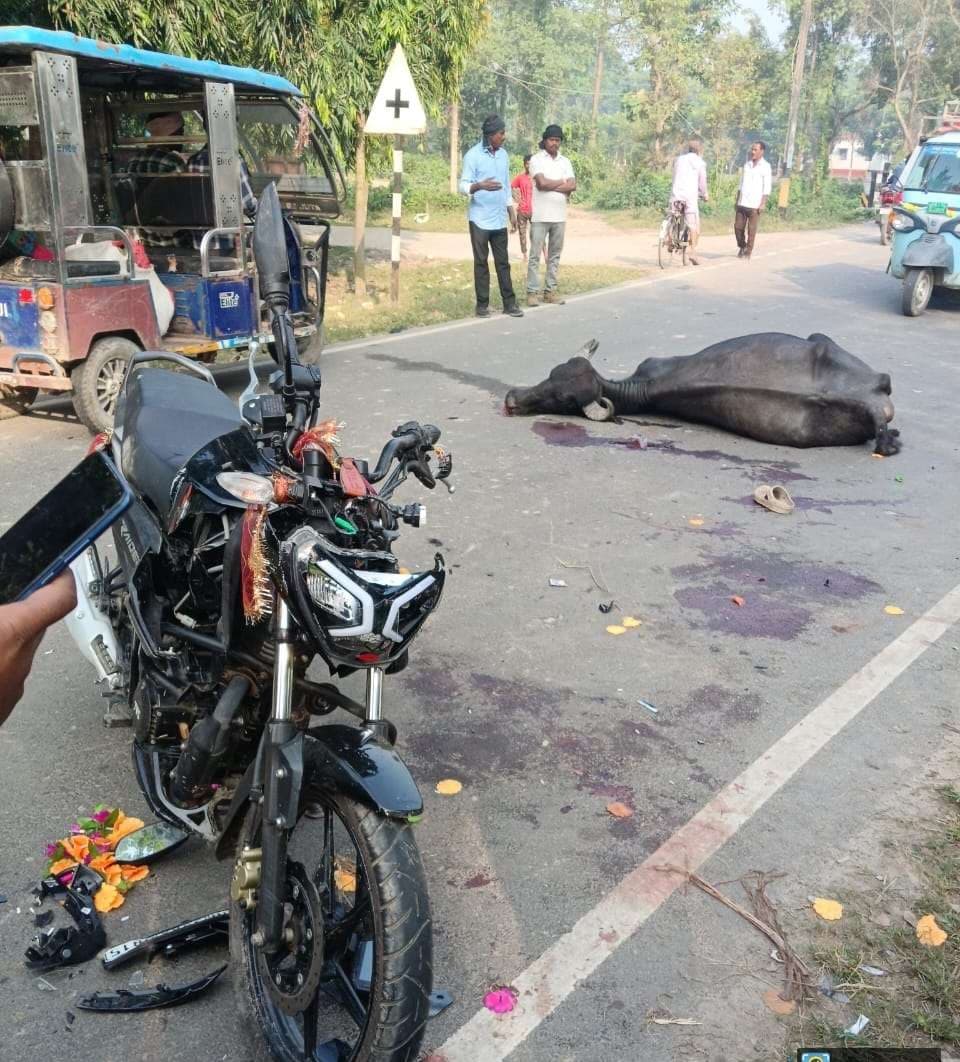 नजरा चौकी में देर रात बाइक सवार भैंस से टकराया, भैंस की मौत