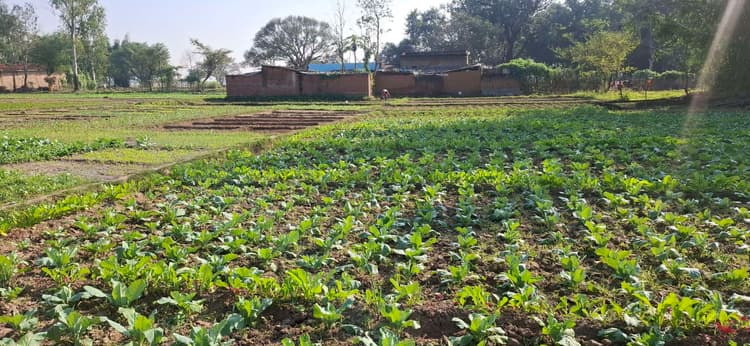 Giridih News :मौसम बदलते ही कृषि कार्य तेज, खेतों में उतरे किसान