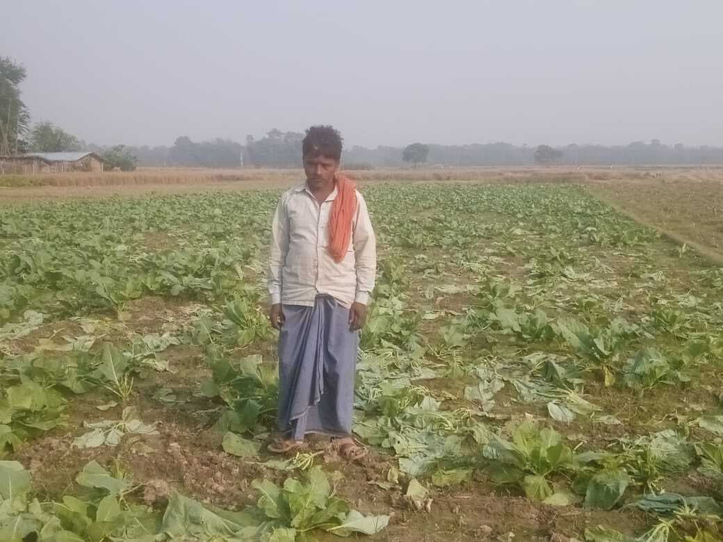 गोभी की फसल बर्बाद, दी जान से मारने की धमकी