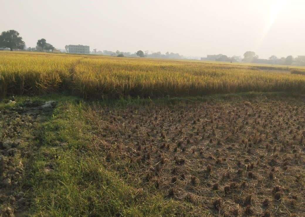 लखीसराय में बंपर धान की फसल : किसानों की मेहनत व मौसम का असर