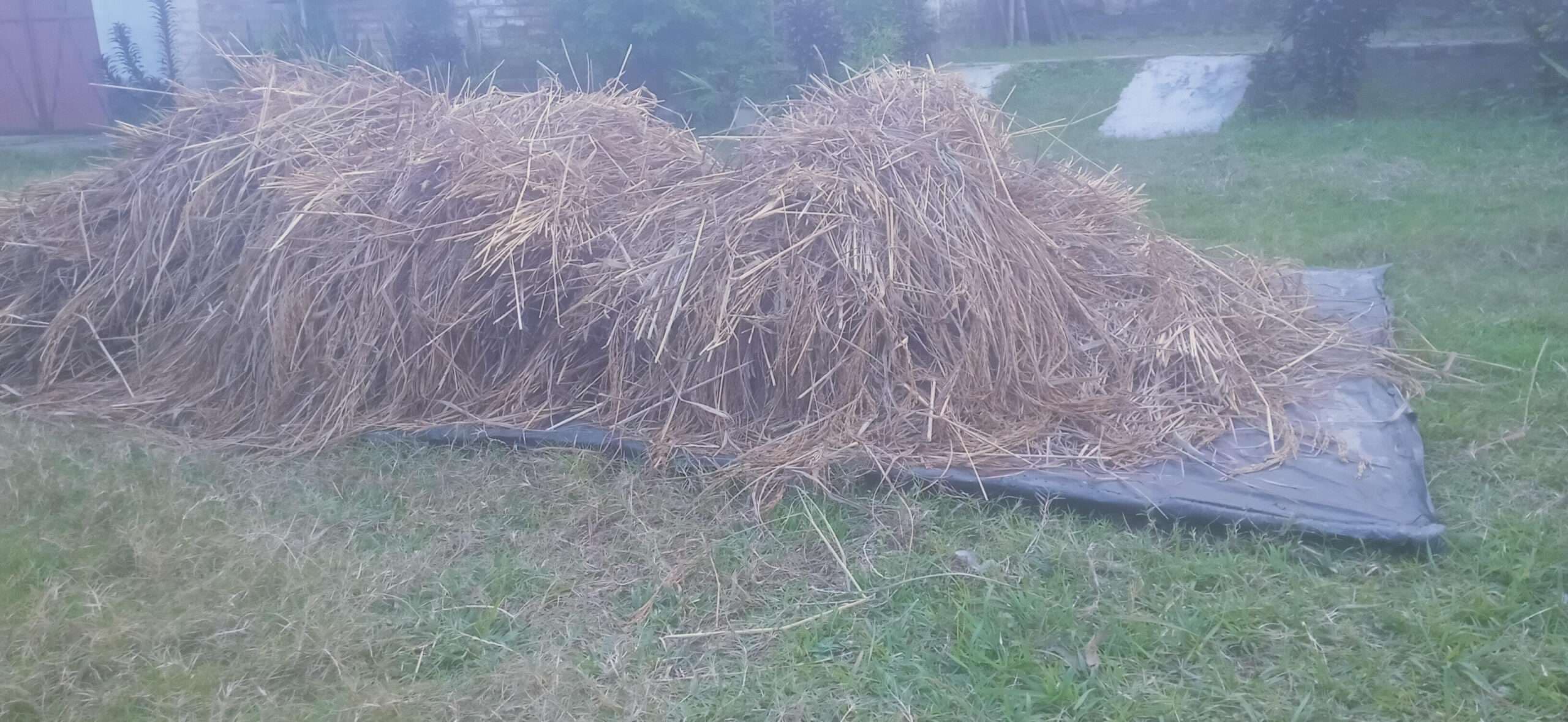 Darbhanga News: खेतों में जलजमाव, धान की कटनी कर सूखा रहे कृषक