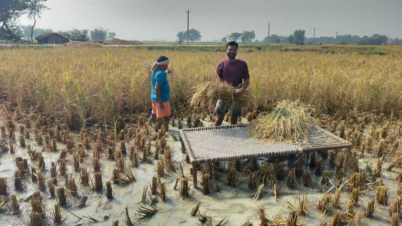Darbhanga News: धान काट कर पहले खटिया पर करते जमा, फिर खेत से निकालते बाहर