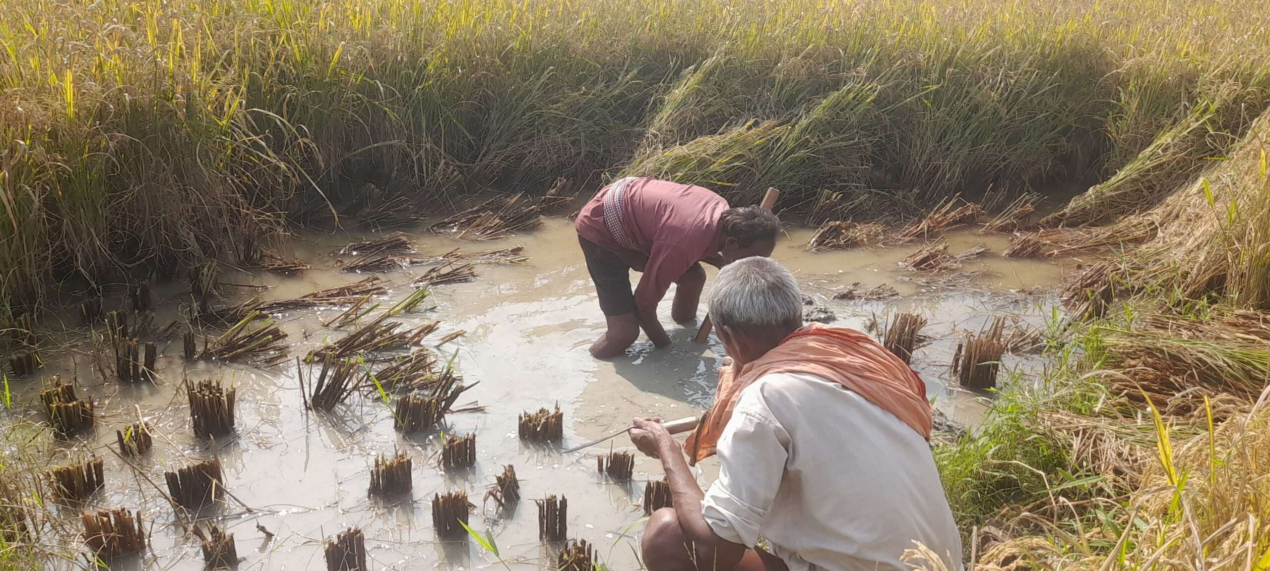Darbhanga News: पानी एक जगह करने के लिए खेत में गड्ढा खोद रहे किसान