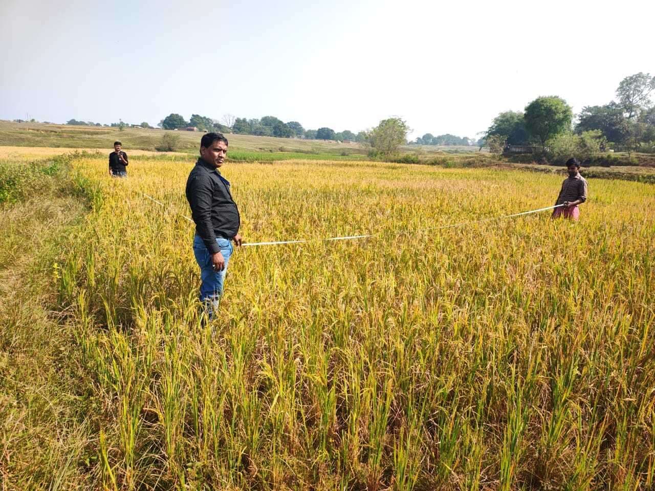 चापुड़िया व धसनियां में धान की फसल का किया गया आंकलन