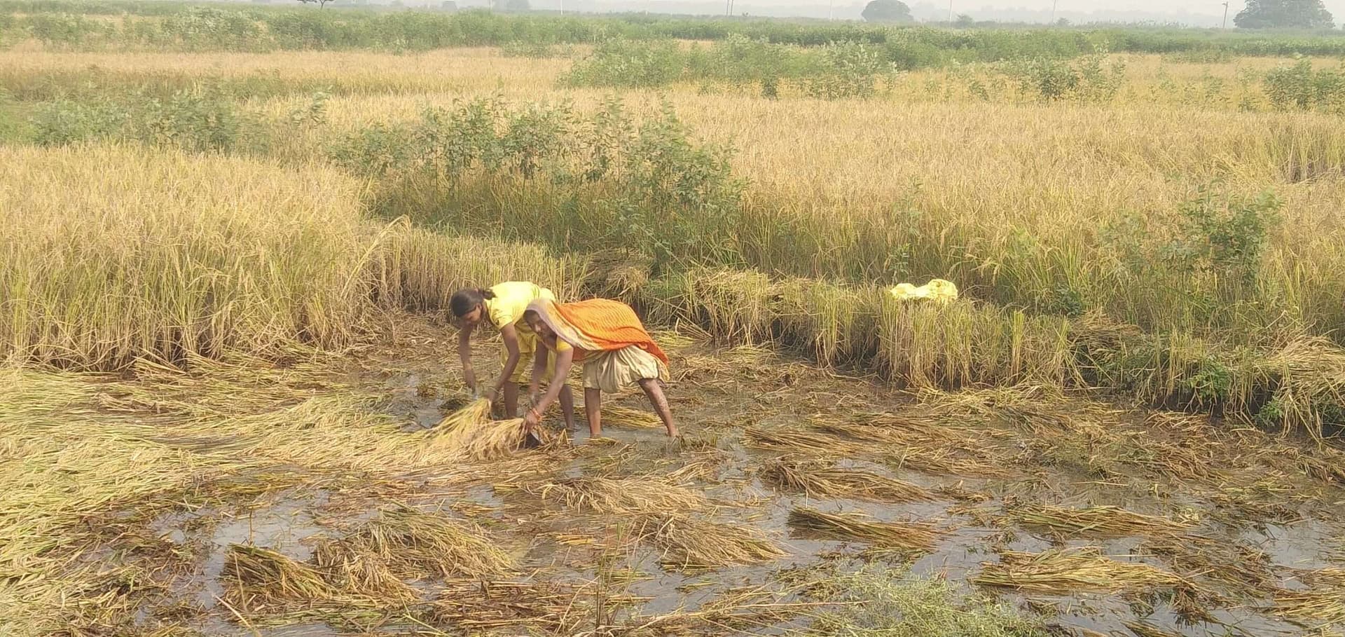Madhubani News : खेत में जलजमाव होने से धान बर्बाद