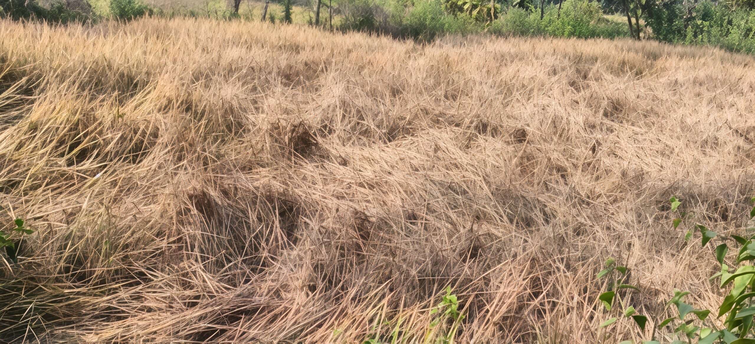 फतेहपुर प्रखंड में भूरा माहू किट के प्रकोप से धान की फसल नष्ट, किसानों ने मांगा मुआवजा
