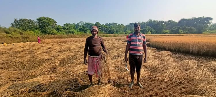 पोखरिया में झुलसा रोग से 35 एकड़ में लगी धान की फसल बर्बाद