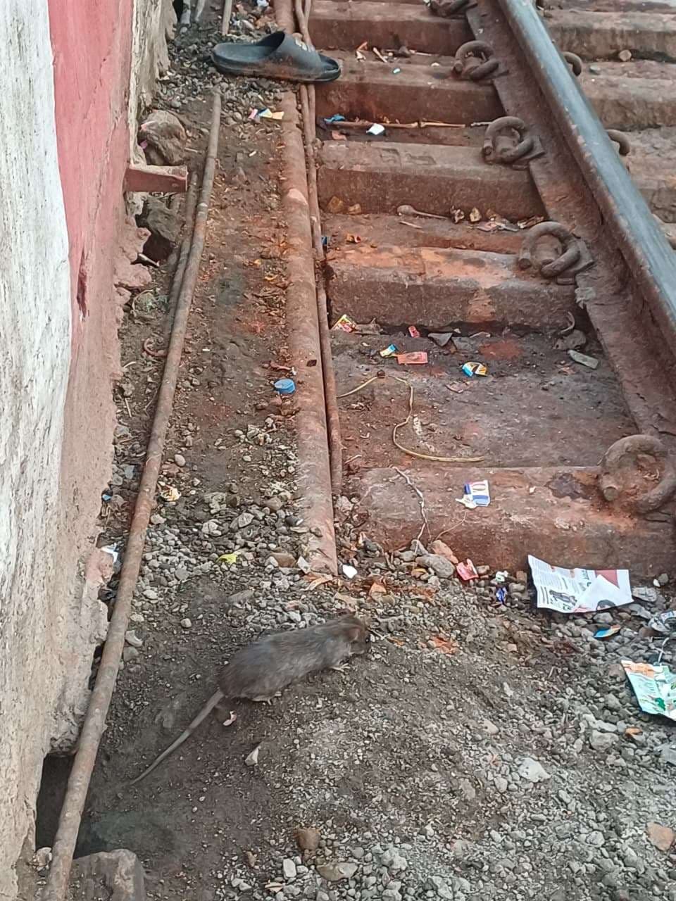 रेल लाइनें व प्लेटफॉर्म के नीचे चूहों के सुरंगों का बढ़ रहा नेटवर्क, संरचना पर खतरा