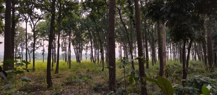 Bokaro News : मन मोह लेता है ‘बूढ़ा जंगल’ के विशाल पेड़ों का सौंदर्य और उसकी भव्यता