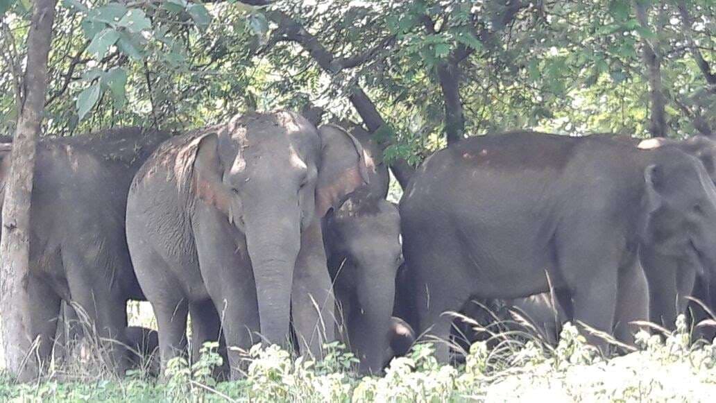 Bokaro News : भोजन-पानी की तलाश में गांवों की ओर रुख कर रहे हैं हाथी