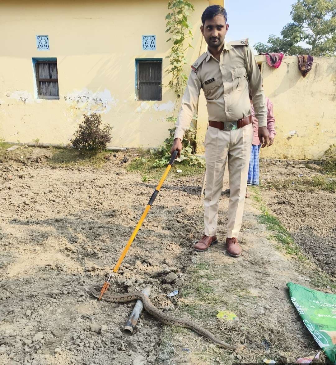 Motihari: जनेरवा गांव में निकला रसल वाइपर सांप, वन विभाग ने किया रेस्क्यू