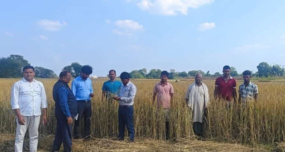 बाढ़ से धान की उपज प्रभावित, कृषि एसडीओ ने किया निरीक्षण