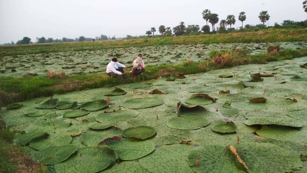 चुनाव पूर्व मखाना बोर्ड की अपूर्ण अधिसूचना पर लोग अब उठाने लगे हैं सवाल