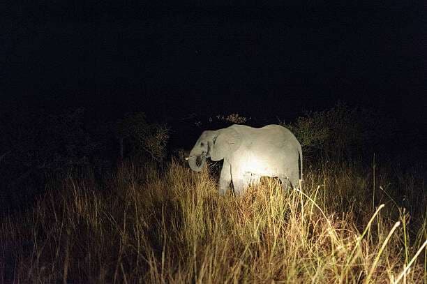 Giridih News: तेलोडीह पंचायत में जंगली हाथियों का उत्पात, दहशत में ग्रामीण