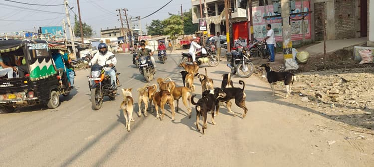 Madhubani News : आवारा कुत्तों व बंदरों के आतंक से नगर परिषद के लोग परेशान