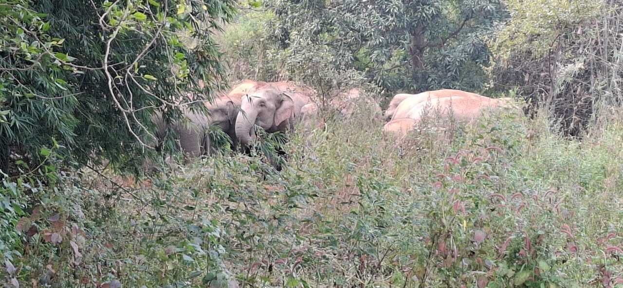 बरमोरिया के जंगलों में दिखा जंगली हाथियों का झुंड, सहमे ग्रामीण